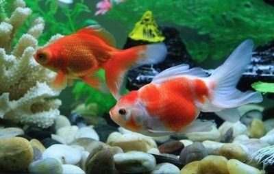 小米魚(yú)缸養(yǎng)什么魚(yú)合適：關(guān)于小米魚(yú)缸養(yǎng)什么魚(yú)合適 小米魚(yú)缸養(yǎng)什么魚(yú)合適：關(guān)于小米魚(yú)缸養(yǎng)什么魚(yú)合適 魚(yú)缸百科 第1張
