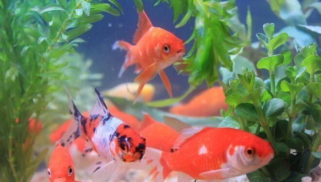 小米魚(yú)缸養(yǎng)什么魚(yú)合適：關(guān)于小米魚(yú)缸養(yǎng)什么魚(yú)合適 小米魚(yú)缸養(yǎng)什么魚(yú)合適：關(guān)于小米魚(yú)缸養(yǎng)什么魚(yú)合適 魚(yú)缸百科 第3張