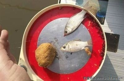 小米魚(yú)缸養(yǎng)什么魚(yú)合適：關(guān)于小米魚(yú)缸養(yǎng)什么魚(yú)合適 小米魚(yú)缸養(yǎng)什么魚(yú)合適：關(guān)于小米魚(yú)缸養(yǎng)什么魚(yú)合適 魚(yú)缸百科 第4張