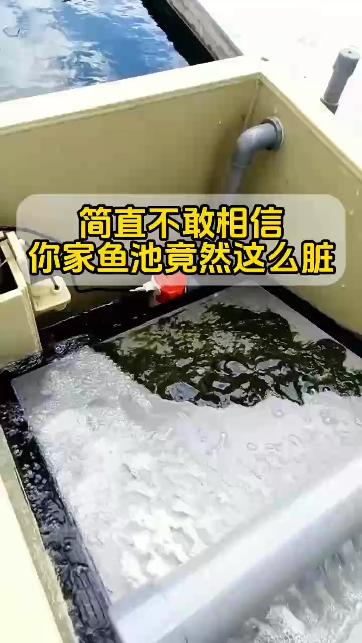 魚池凈化，干凈看得見 魚池凈化，干凈看得見 龍魚論壇