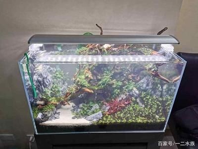 魚缸水發白的原因及解決方法