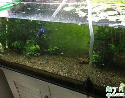 魚缸水發白的原因及解決方法