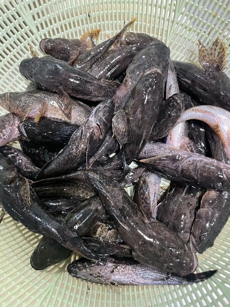 虎刺魚圖片最簡單