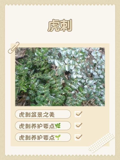 虎刺魚圖片最簡單