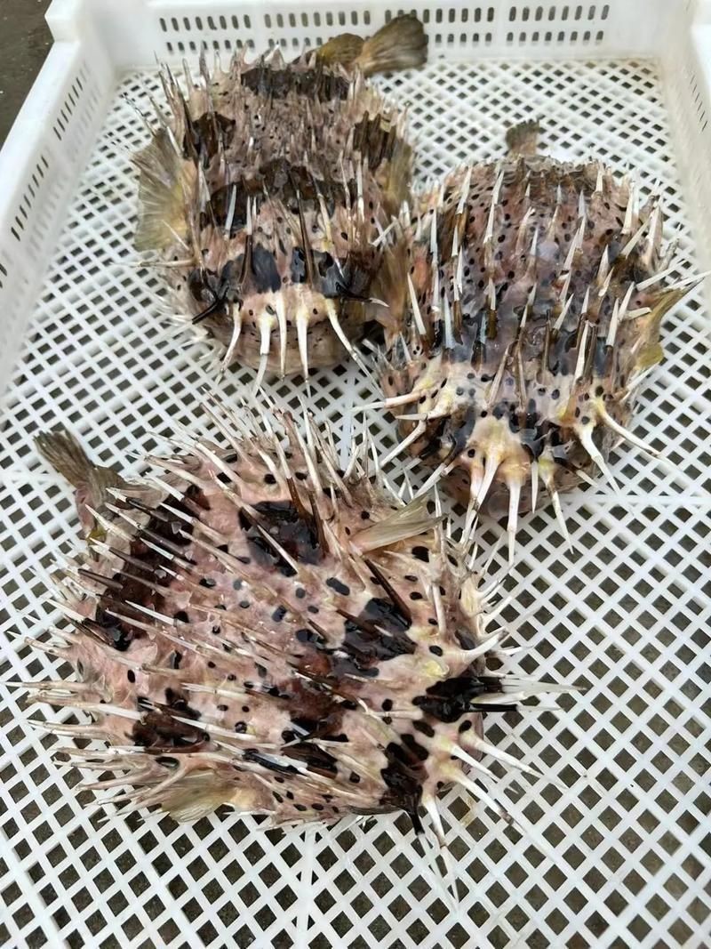 虎刺魚圖片最簡單