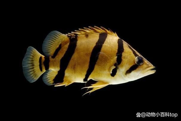 虎刺魚圖片最簡單