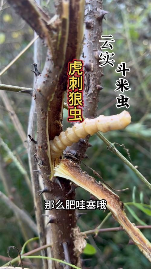 虎刺魚圖片最簡單