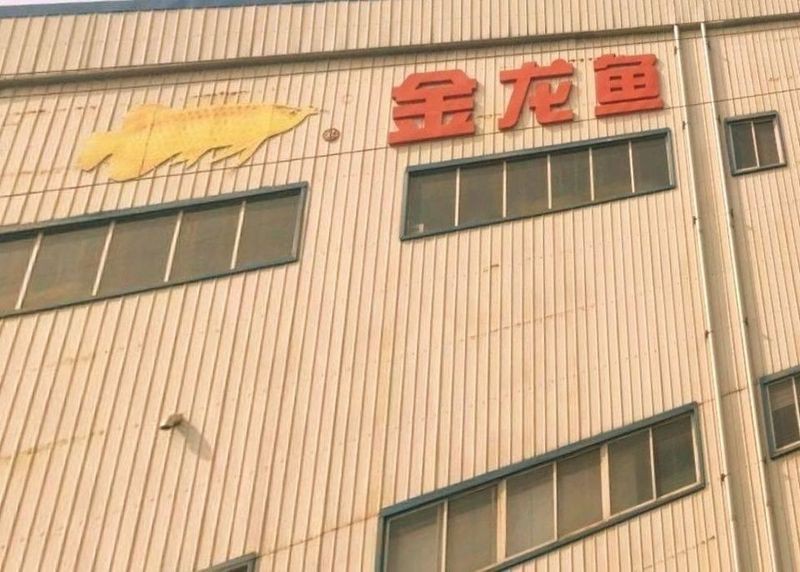 河北金龍魚總部在哪里啊