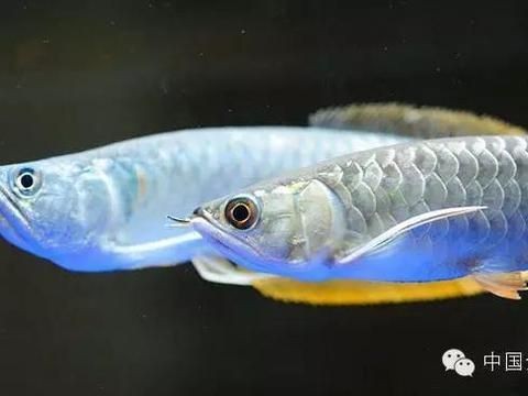 金龍福龍魚日常管理要點是什么？：金龍福龍魚的日常管理主要包括水質的維護、水溫控制、飼料搭配