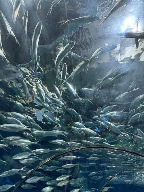 龍虎匯水族館的營業時間是？