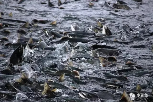 有沒有養2000只魚的詳細教程？