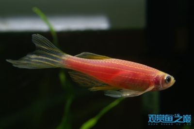 紅斑馬魚的飼養技巧：斑馬魚的飼養技巧 紅斑馬魚的飼養技巧：斑馬魚的飼養技巧 魚缸百科 第2張