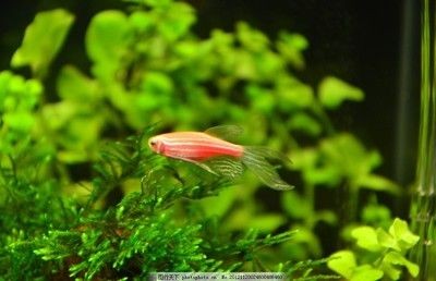 紅斑馬魚的飼養技巧：斑馬魚的飼養技巧 紅斑馬魚的飼養技巧：斑馬魚的飼養技巧 魚缸百科 第1張