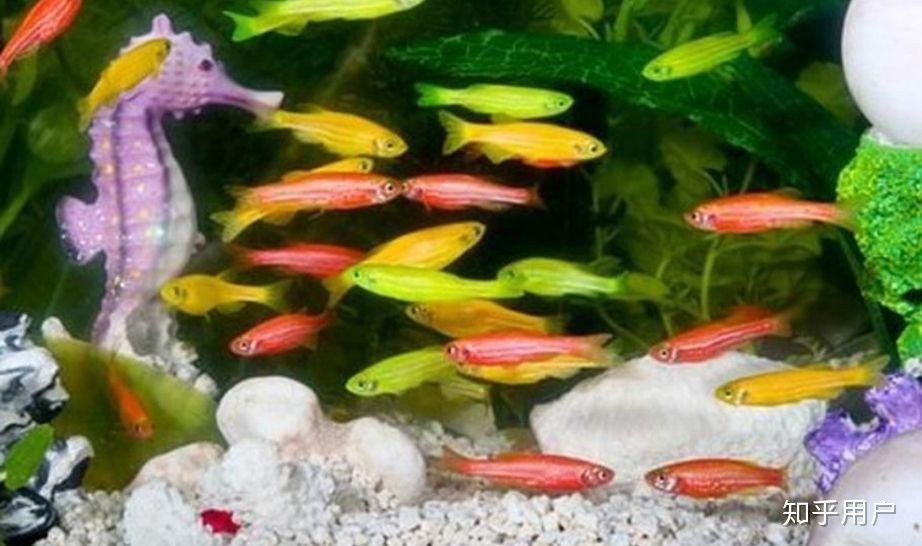 紅斑馬魚的飼養技巧：斑馬魚的飼養技巧 紅斑馬魚的飼養技巧：斑馬魚的飼養技巧 魚缸百科 第3張