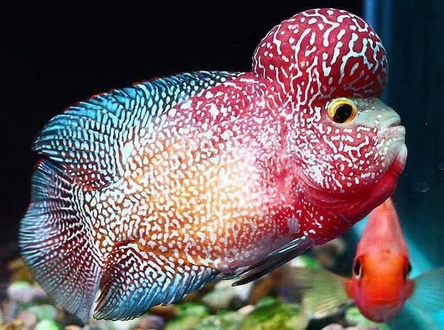 皇冠狗頭魚混養(yǎng)的熱帶觀賞魚與皇冠狗頭魚混養(yǎng)的熱帶觀賞魚：大型水族箱的設(shè)計(jì)與管理