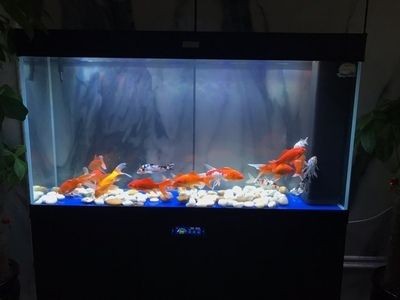 漢霸魚缸的聯系方式是什么:水族箱養護技巧分享漢霸魚缸養護技巧分享水族箱養護技巧分享 魚缸百科 第1張 漢霸魚缸的聯系方式是什么:水族箱養護技巧分享漢霸魚缸養護技巧分享水族箱養護技巧分享 漢霸魚缸的聯系方式是什么:水族箱養護技巧分享漢霸魚缸養護技巧分享水族箱養護技巧分享 魚缸百科 第1張