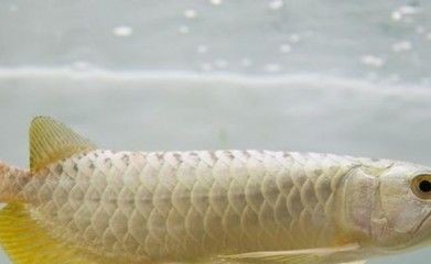 金龍魚換水頻率：金龍魚的換水頻率主要取決于以下幾個(gè)因素