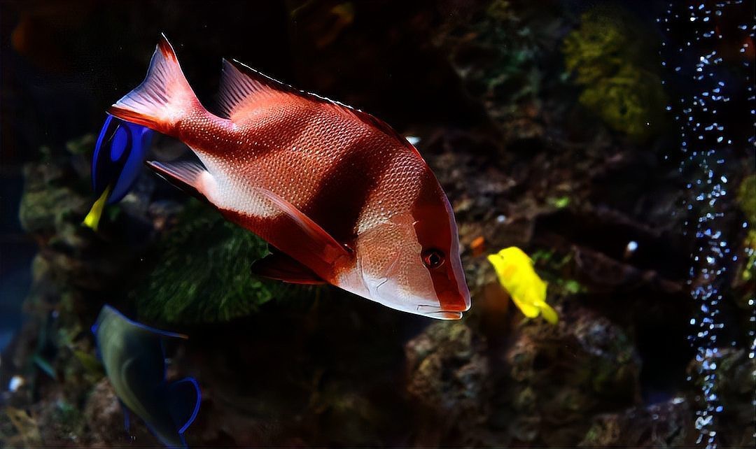 魚喂阿莫<strong><mark>西林</mark></strong>的正確方法