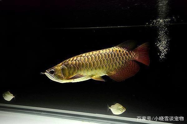 金龍魚封缸需要開燈嗎（金龍魚在封缸后是否需要開燈以及如何管理） 金龍魚封缸需要開燈嗎（金龍魚在封缸后是否需要開燈以及如何管理） 龍魚百科 第3張