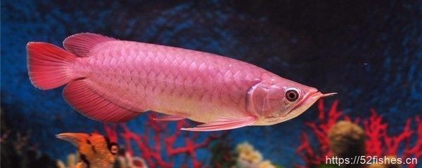 七星關(guān)區(qū)瘋狂魚吧（七星關(guān)區(qū)瘋狂魚吧地址） 七星關(guān)區(qū)瘋狂魚吧（七星關(guān)區(qū)瘋狂魚吧地址） 全國水族館企業(yè)名錄