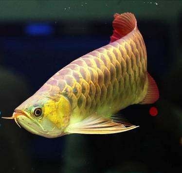 龍魚發色最佳溫度是多少：如何判斷龍魚發色效果
