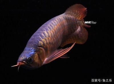 龍魚發色最佳溫度是多少：如何判斷龍魚發色效果