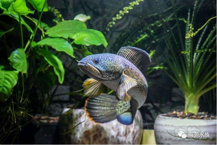 巴卡雷龍魚多少錢一條？
