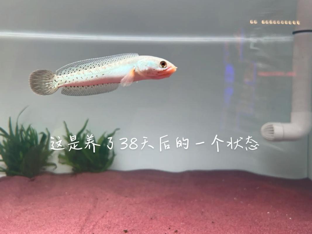 過背金龍魚和血紅龍魚哪個更易飼養(yǎng)?,背金龍魚和血紅龍魚飼養(yǎng)避坑指南,新手飼養(yǎng)避坑指南 龍魚百科 第1張 過背金龍魚和血紅龍魚哪個更易飼養(yǎng)?,背金龍魚和血紅龍魚飼養(yǎng)避坑指南,新手飼養(yǎng)避坑指南 過背金龍魚和血紅龍魚哪個更易飼養(yǎng)?,背金龍魚和血紅龍魚飼養(yǎng)避坑指南,新手飼養(yǎng)避坑指南 龍魚百科 第1張