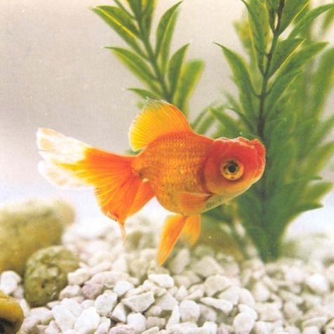 紅老虎魚好養嗎 紅老虎魚好養嗎 龍魚論壇 第11張