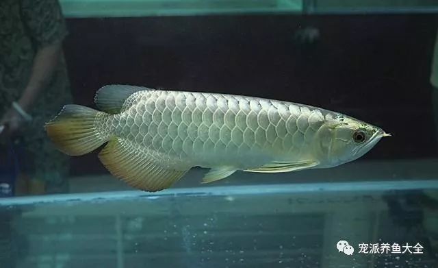 觀賞魚品種價格對比研究：不同品種的觀賞魚價格差異