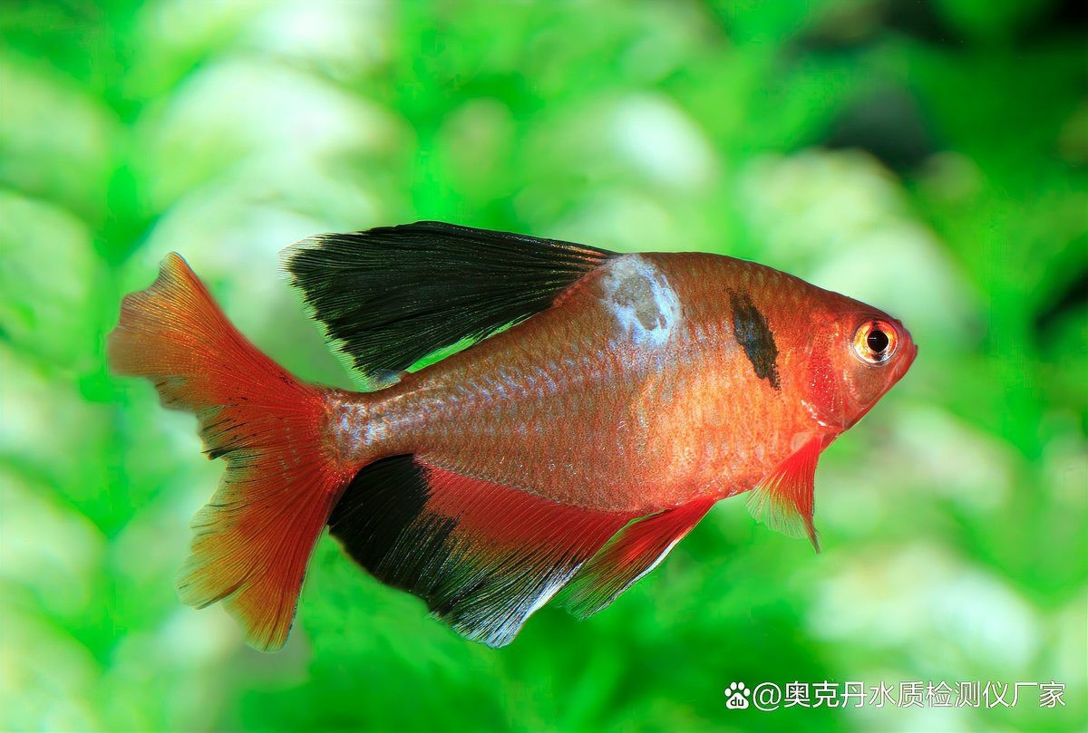 水霉病的治療方法