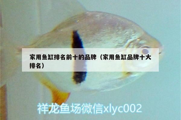 家用魚缸推薦哪個品牌好（博宇水族器材購買指南佳寶水族箱用戶反饋）