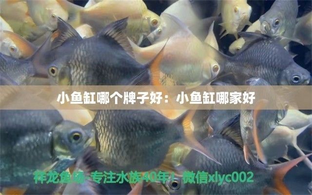 家用魚缸推薦哪個品牌好（博宇水族器材購買指南佳寶水族箱用戶反饋）