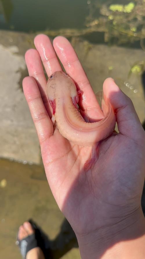 恐龍魚魚的圖片 恐龍魚魚的圖片 龍魚百科 第10張