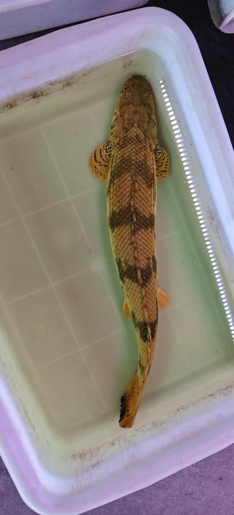 恐龍魚魚的圖片 恐龍魚魚的圖片 龍魚百科 第9張