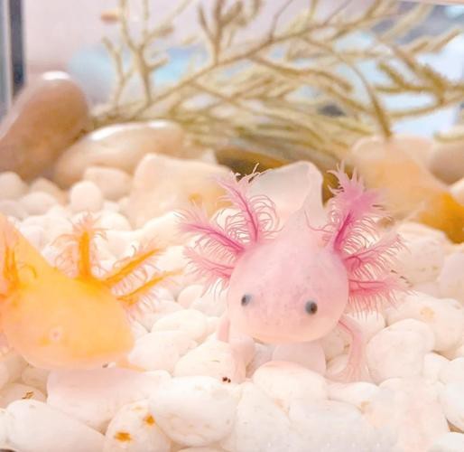 恐龍魚魚的圖片 恐龍魚魚的圖片 龍魚百科 第22張