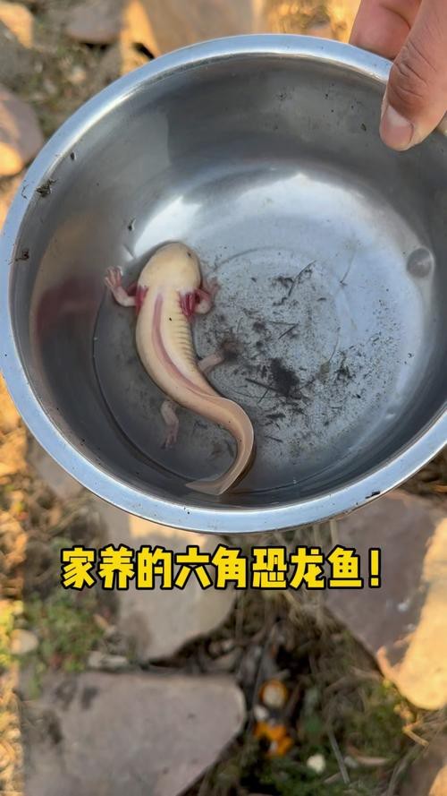 恐龍魚魚的圖片 恐龍魚魚的圖片 龍魚百科 第21張