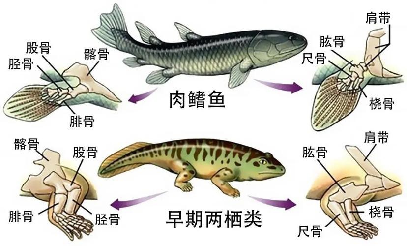 恐龍魚魚的圖片 恐龍魚魚的圖片 龍魚百科 第28張