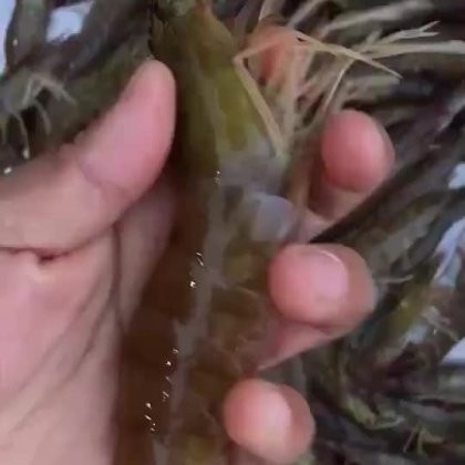 濰坊市無抗活蝦的市場反響如何？ 濰坊市無抗活蝦的市場反響如何？ 2025長城杯龍魚大賽 第8張