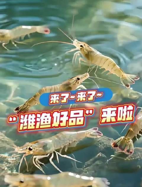 濰坊市無抗活蝦的市場反響如何？ 濰坊市無抗活蝦的市場反響如何？ 2025長城杯龍魚大賽 第6張