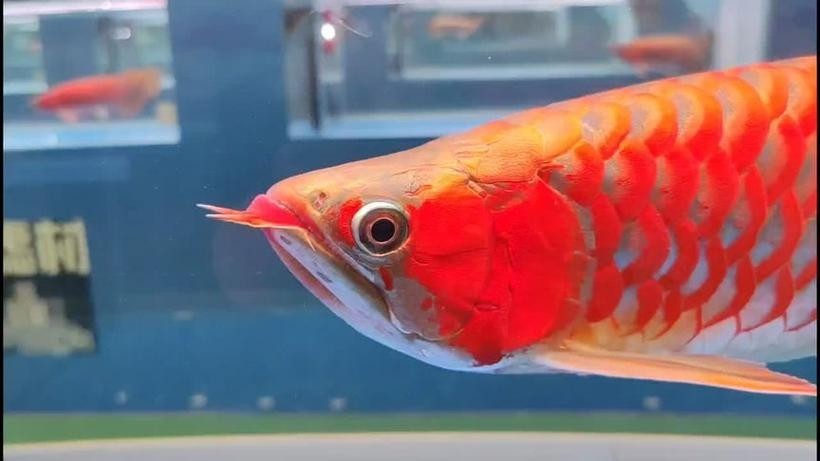 如何搜索龍魚比賽視頻？