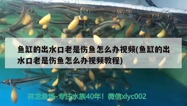 可麗愛魚缸使用壽命：關于可麗愛魚缸使用壽命的詳細信息 可麗愛魚缸使用壽命：關于可麗愛魚缸使用壽命的詳細信息 魚缸百科 第5張