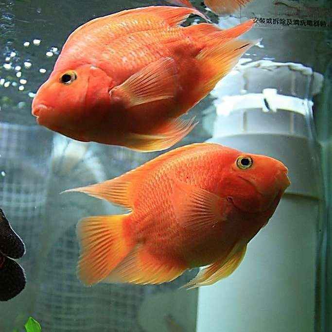 紅鸚鵡魚起頭征兆