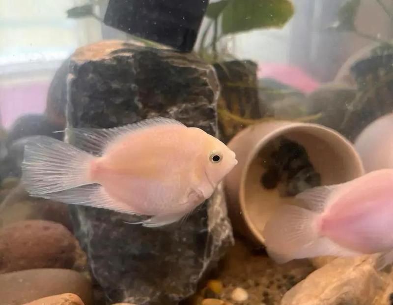 紅鸚鵡魚起頭征兆