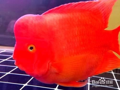 紅鸚鵡魚起頭征兆