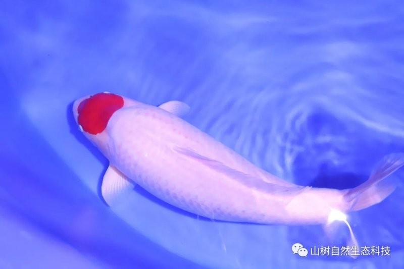 中國錦鯉大賽有哪些特色項目? 2025長城杯龍魚大賽 第2張 中國錦鯉大賽有哪些特色項目? 中國錦鯉大賽有哪些特色項目? 2025長城杯龍魚大賽 第2張