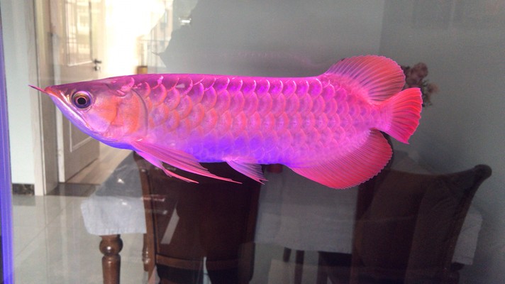 哈爾濱市阿城區鯉躍龍門水族館（哈爾濱市阿城區鯉躍龍門水族館電話）