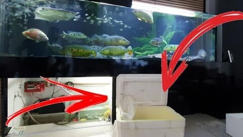 養銀龍魚最小多大的缸比較好：養銀龍魚的最小尺寸是多大？