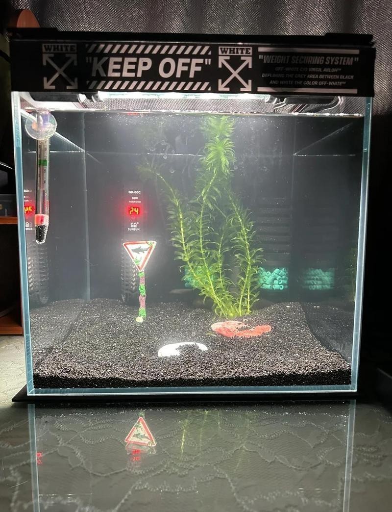 雷龍魚的最佳飼養環境是什么