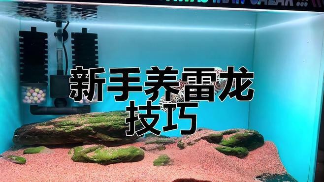 雷龍魚的最佳飼養環境是什么